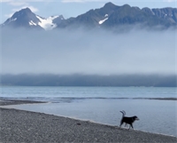 2023 SAFPAW BENEFIT SONG & VIDEO 2023 SAFPAW BENEFIT SONG & VIDEO